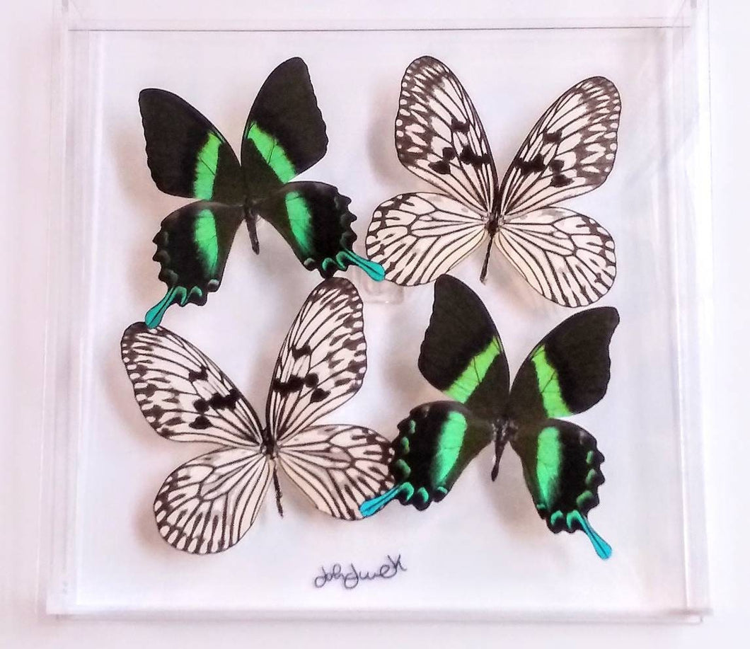 mounted butterflies, framed butterflies, butterfly displays, butterfly art, real butterfly artwork, butterflies in acrylic cases,