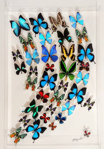 20x30x2.5" framed butterflies, mounted butterfly, butterfly art, preserved butterfly, butterfly taxidermy, butterfly collection, framed butterfly