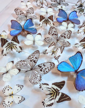 Load image into Gallery viewer, Framed Butterflies-Mounted Butterflies-Preserved Butterflies