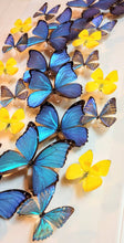 Load image into Gallery viewer, Framed Butterflies-Mounted Butterflies-Preserved Butterflies