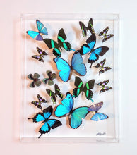 Load image into Gallery viewer, 15x20&quot; framed butterflies, butterfly displays, mounted butterflies, butterfly art, real butterfly artwork, butterflies in acrylic cases
