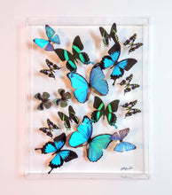 Load image into Gallery viewer, Framed Butterflies-Mounted Butterflies-Preserved Butterflies