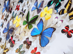 26x36x2.5" mounted butterflies  preserved butterflies, butterfly taxidermy, butterfly collection butterfly displays, framed butterfly, butterfly art