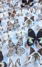 Load image into Gallery viewer, Framed Butterflies-Mounted Butterflies-Preserved Butterflies