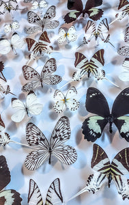 26x36 mounted butterflies  preserved butterflies, butterfly, butterfly collection butterfly displays, framed butterfly, butterfly art