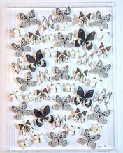 Load image into Gallery viewer, 26x36 mounted butterflies  preserved butterflies, butterfly, butterfly collection butterfly displays, framed butterfly, butterfly art
