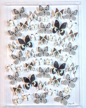 Load image into Gallery viewer, Framed Butterflies-Mounted Butterflies-Preserved Butterflies