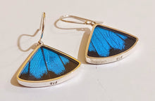Load image into Gallery viewer, Butterfly earrings, real butterfly wing jewelry, real butterflies in jewelry, butterfly wings in jewelry, butterfly wing jewelry