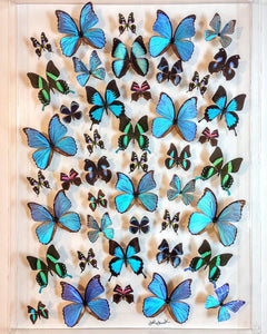 26x36x2.5" Butterfly Display, mounted butterflies, framed butterflies, butterfly art