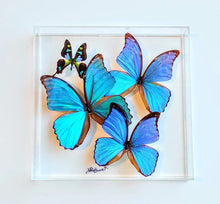 Load image into Gallery viewer, Real framed butterflies preserved in acrylic frame