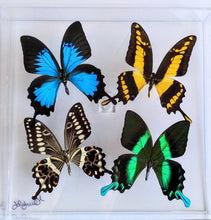 Load image into Gallery viewer, real framed butterflies