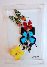 Load image into Gallery viewer, Framed Butterflies-Mounted Butterflies-Preserved Butterflies