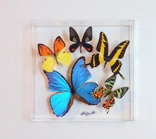Load image into Gallery viewer, Real framed butterflies preserved in acrylic frame