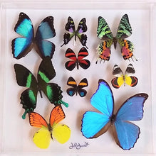 Load image into Gallery viewer, Mounted butterfly art in clear acrylic frame display