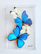 Load image into Gallery viewer, Framed Butterflies-Mounted Butterflies-Preserved Butterflies