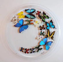Load image into Gallery viewer, Real framed butterflies preserved in circular acrylic frame