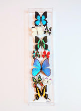 Load image into Gallery viewer, Real framed butterflies preserved in 6x24 inch acrylic frame