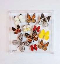 Load image into Gallery viewer, Mounted butterfly art in clear acrylic frame display