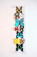 Load image into Gallery viewer, Colorful butterfly specimens showcased in acrylic frame