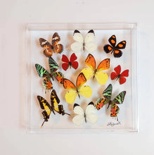 Load image into Gallery viewer, Mounted butterfly art in clear acrylic frame display