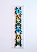 Load image into Gallery viewer, Colorful swallowtail butterfly specimens showcased in acrylic frame