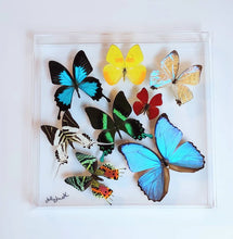 Load image into Gallery viewer, Mounted butterfly art in clear acrylic frame display