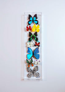 6"x24"x2" Butterfly Display