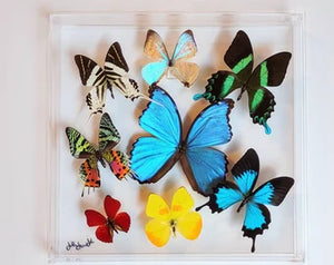 12"x12"x2" Butterly Display