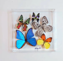 Load image into Gallery viewer, Framed Butterflies-Mounted Butterflies-Preserved Butterflies
