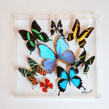 Load image into Gallery viewer, Real framed butterflies preserved in 12x12 inch acrylic frame