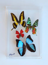 Load image into Gallery viewer, Framed Butterflies-Mounted Butterflies-Preserved Butterflies