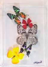 Load image into Gallery viewer, Real framed butterflies preserved in acrylic display case