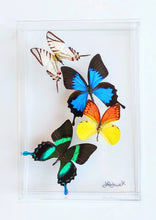 Load image into Gallery viewer, Framed Butterflies-Mounted Butterflies-Preserved Butterflies