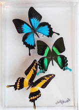 Load image into Gallery viewer, Framed Butterflies-Mounted Butterflies-Preserved Butterflies
