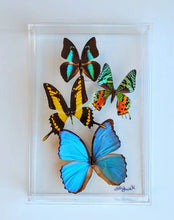 Load image into Gallery viewer, Framed Butterflies-Mounted Butterflies-Preserved Butterflies