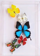 Load image into Gallery viewer, Framed Butterflies-Mounted Butterflies-Preserved Butterflies