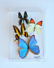 Load image into Gallery viewer, Framed Butterflies-Mounted Butterflies-Preserved Butterflies