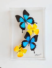 Load image into Gallery viewer, Colorful preserved framed butterfly display in acrylic frame