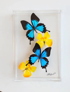 8"x12"x2" Butterfly Display