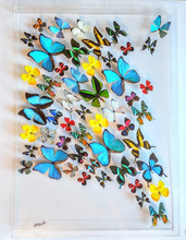Load image into Gallery viewer, 26x36x2.5&quot; Butterfly Display, mounted butterflies, framed butterflies, butterfly art

