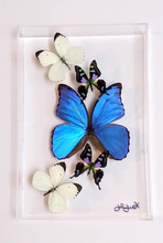 Load image into Gallery viewer, Framed Butterflies-Mounted Butterflies-Preserved Butterflies
