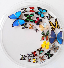 Load image into Gallery viewer, Framed Butterflies-Mounted Butterflies-Preserved Butterflies