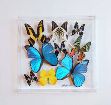 Load image into Gallery viewer, Framed Butterflies-Mounted Butterflies-Preserved Butterflies
