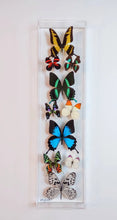 Load image into Gallery viewer, Framed Butterflies-Mounted Butterflies-Preserved Butterflies
