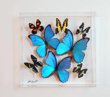 Load image into Gallery viewer, Framed Butterflies-Mounted Butterflies-Preserved Butterflies