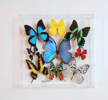 Load image into Gallery viewer, Framed Butterflies-Mounted Butterflies-Preserved Butterflies