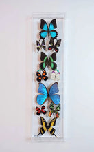 Load image into Gallery viewer, Framed Butterflies-Mounted Butterflies-Preserved Butterflies