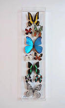 Load image into Gallery viewer, Framed Butterflies-Mounted Butterflies-Preserved Butterflies