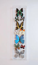 Load image into Gallery viewer, real framed butterflies