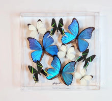 Load image into Gallery viewer, 12&quot;x12&quot;x2&quot; Butterly Display
